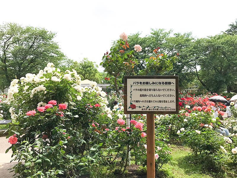 金沢バラ園・金沢南総合運動公園