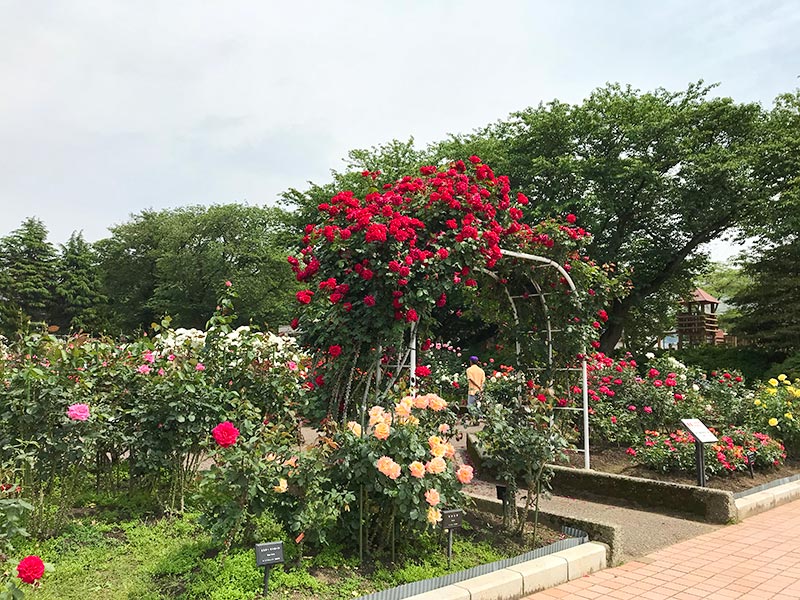 金沢バラ園・金沢南総合運動公園