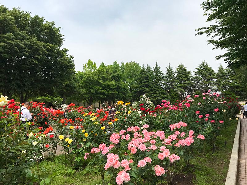 金沢バラ園・金沢南総合運動公園