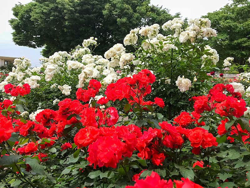 金沢バラ園・金沢南総合運動公園