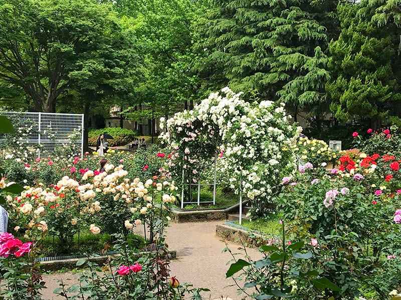 金沢バラ園・金沢南総合運動公園