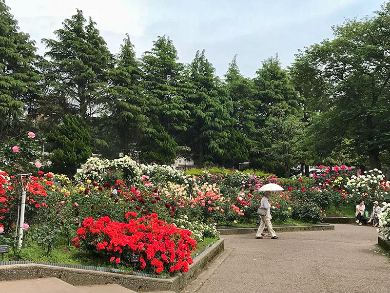 金沢バラ園・金沢南総合運動公園