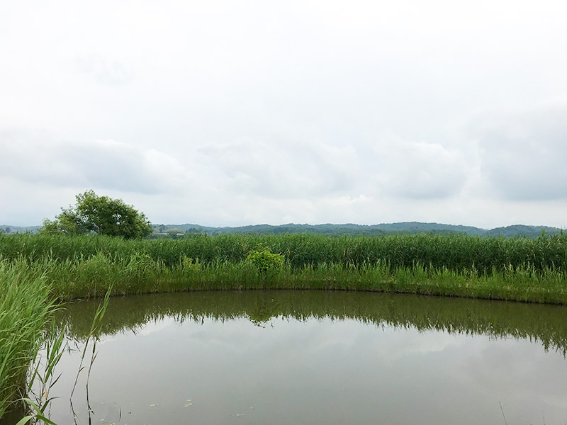 木場潟（石川県小松市）ウォーキング