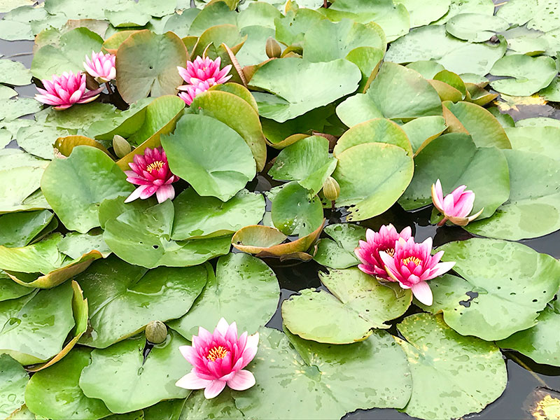 木場潟（石川県小松市）ウォーキング