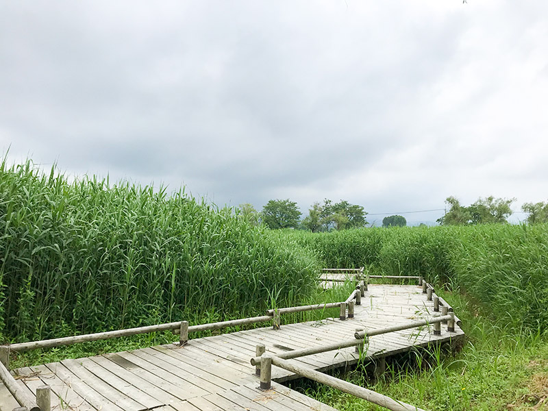 木場潟（石川県小松市）ウォーキング