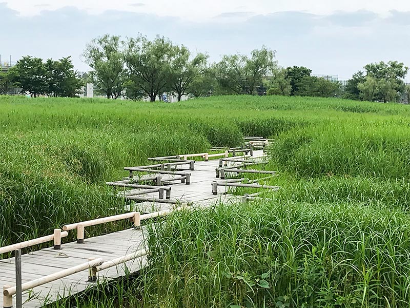 木場潟（石川県小松市）ウォーキング