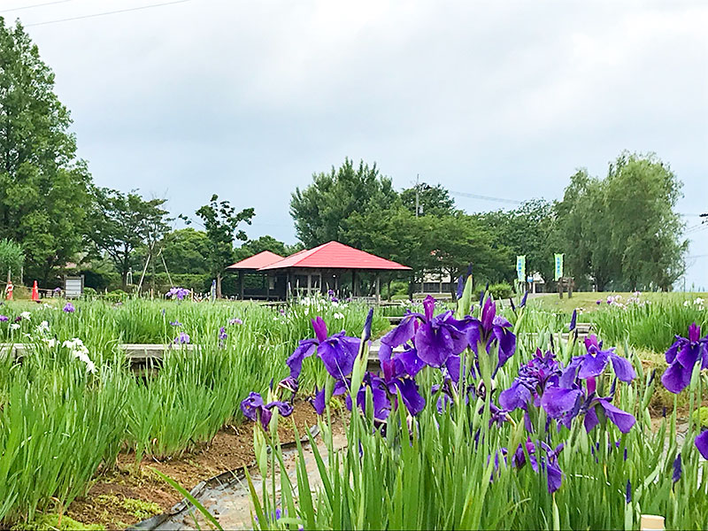 木場潟（石川県小松市）ウォーキング