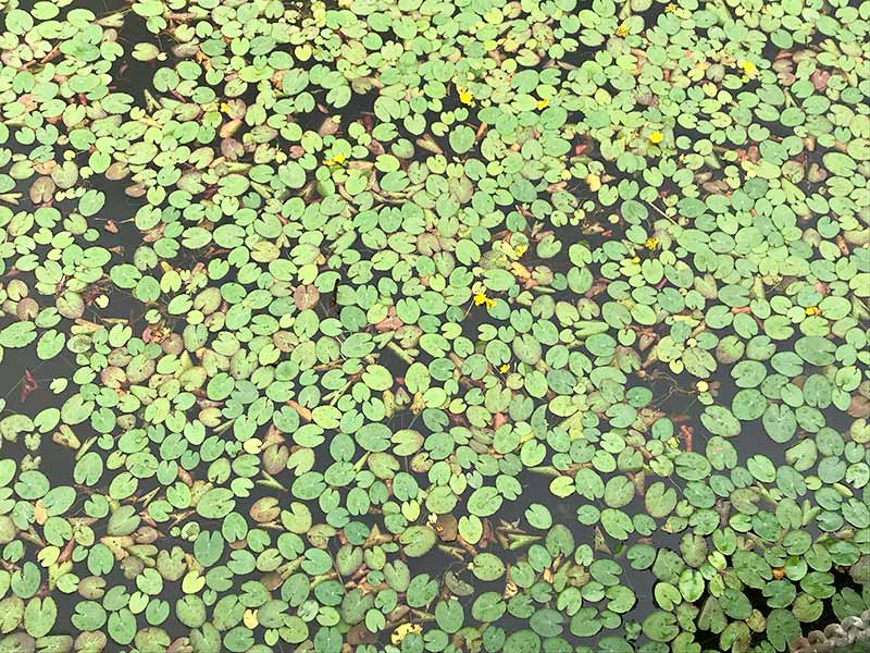 木場潟（石川県小松市）ウォーキング