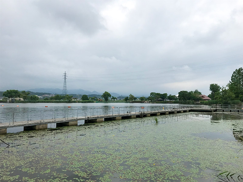 木場潟（石川県小松市）ウォーキング