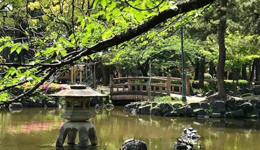 【名古屋】豊国神社のある中村公園の池に亀がいた