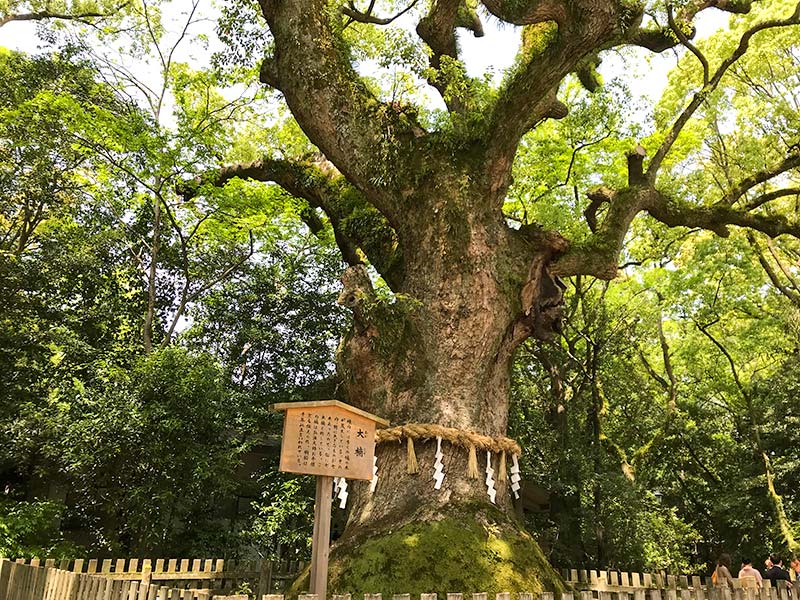 熱田神宮・弘法大師お手植えの大楠