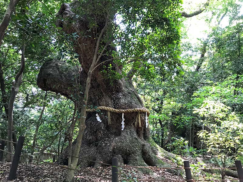 熱田神宮・大楠