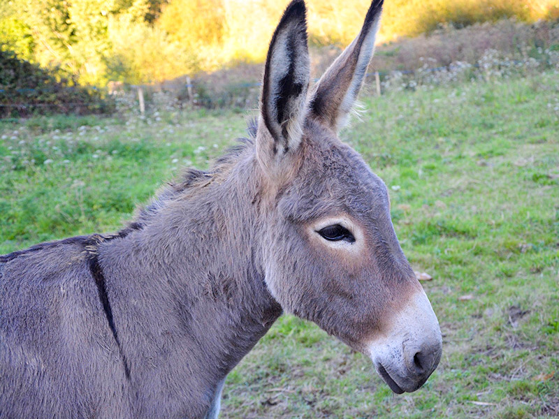 Donkeysyears（とても長い間）