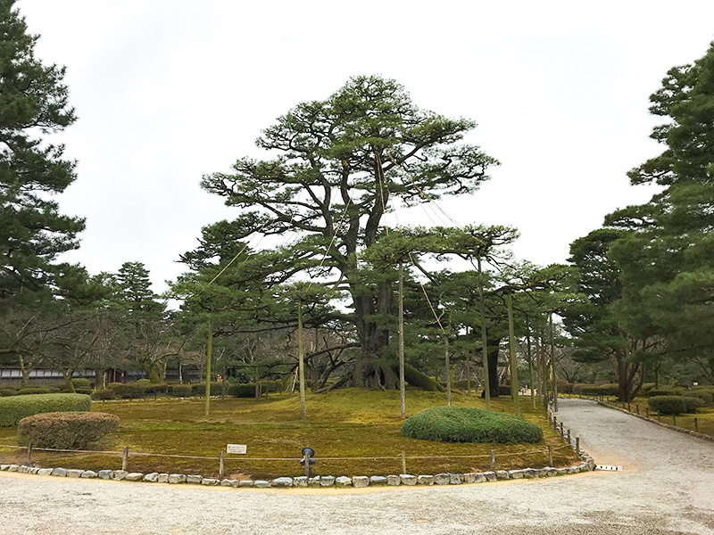 兼六園・雪吊り