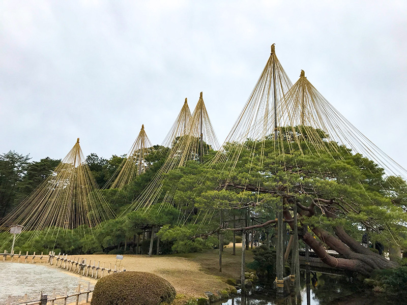 兼六園・雪吊り