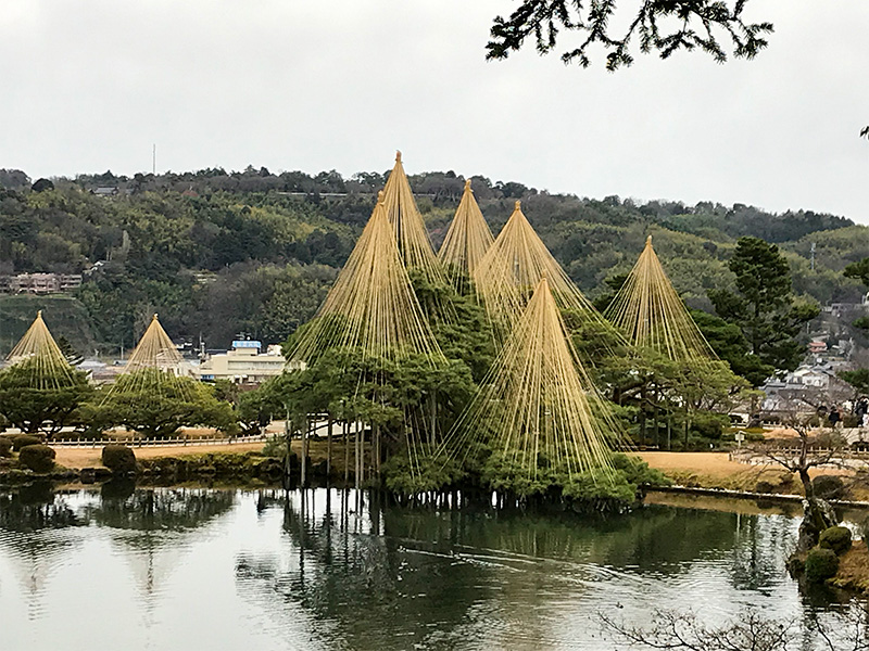 兼六園・雪吊り