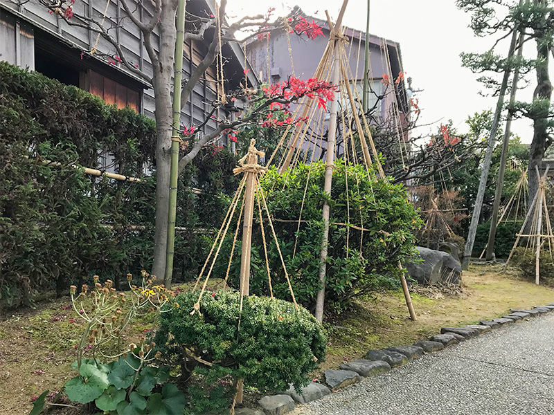 金沢・雪吊り