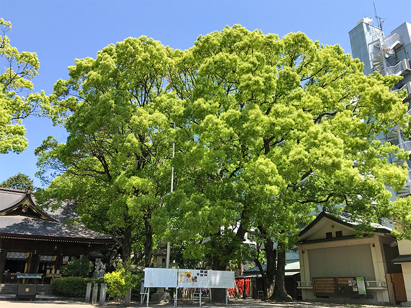 名古屋・若宮八幡社