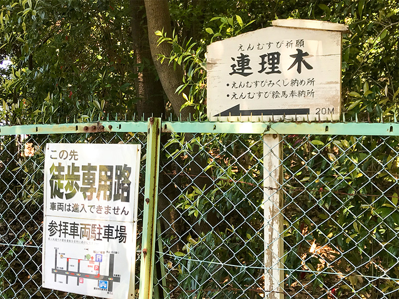 城山八幡宮・連理木