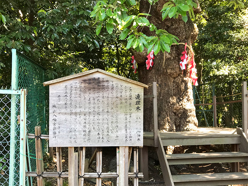 城山八幡宮・連理木