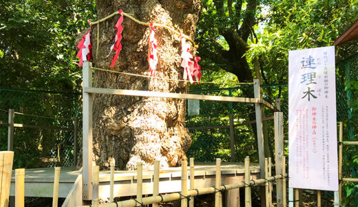 【名古屋】城山八幡宮へ来たら縁結び・良縁祈願の御神木「連理木」で神占をしよう