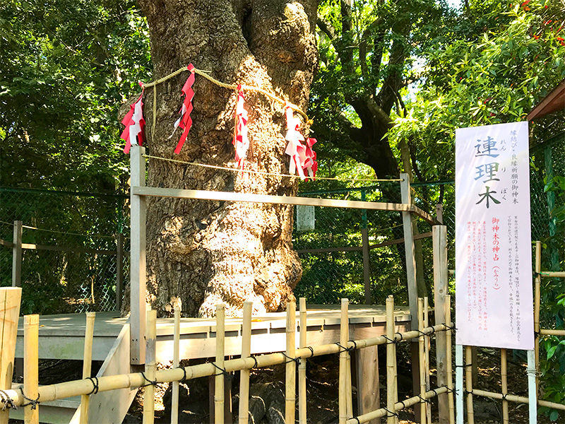 城山八幡宮・連理木