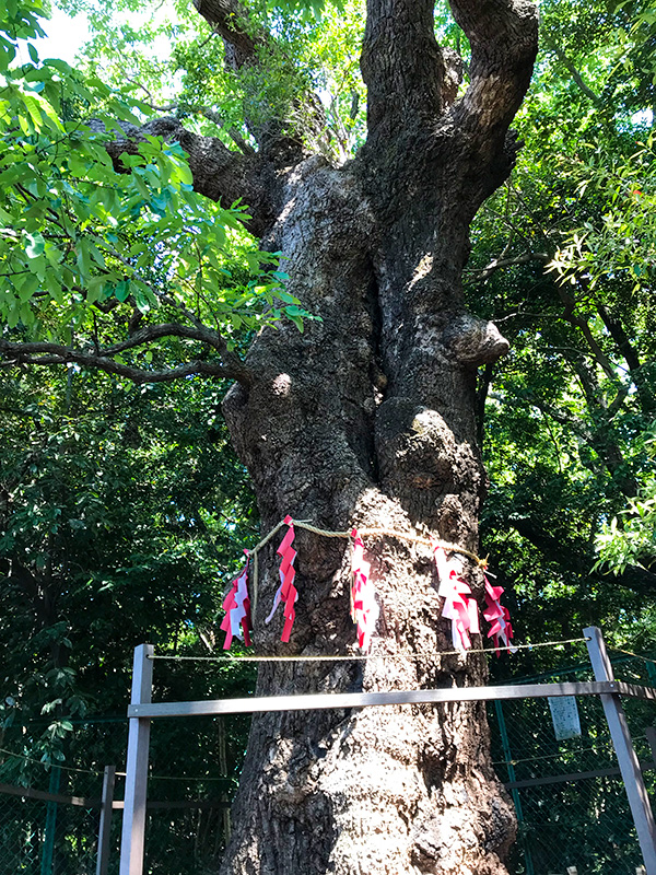 城山八幡宮・連理木