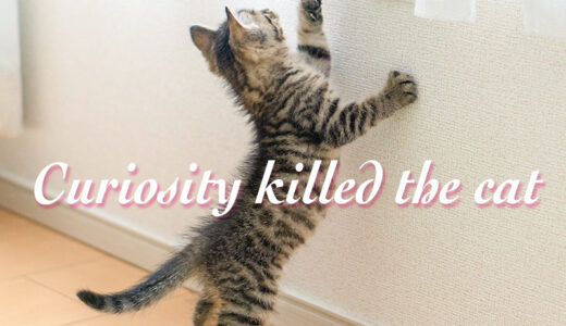 【週末英語#141】英語の諺「Curiosity killed the cat（好奇心は猫をも殺す）」とは？