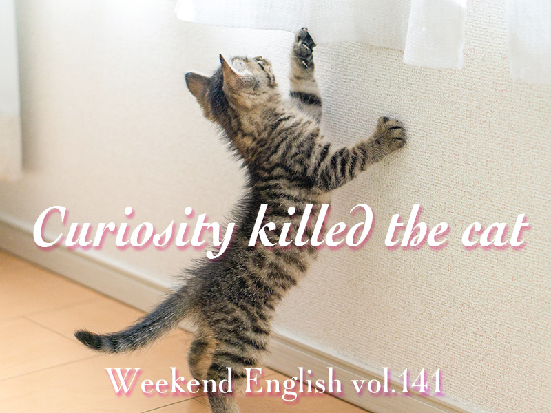 週末英語（weekend english）curiosity killed the cat（好奇心は猫を殺す）
