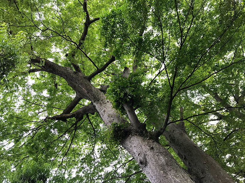 石川県野々市市「Tree+ing Cafeフクロウの森」