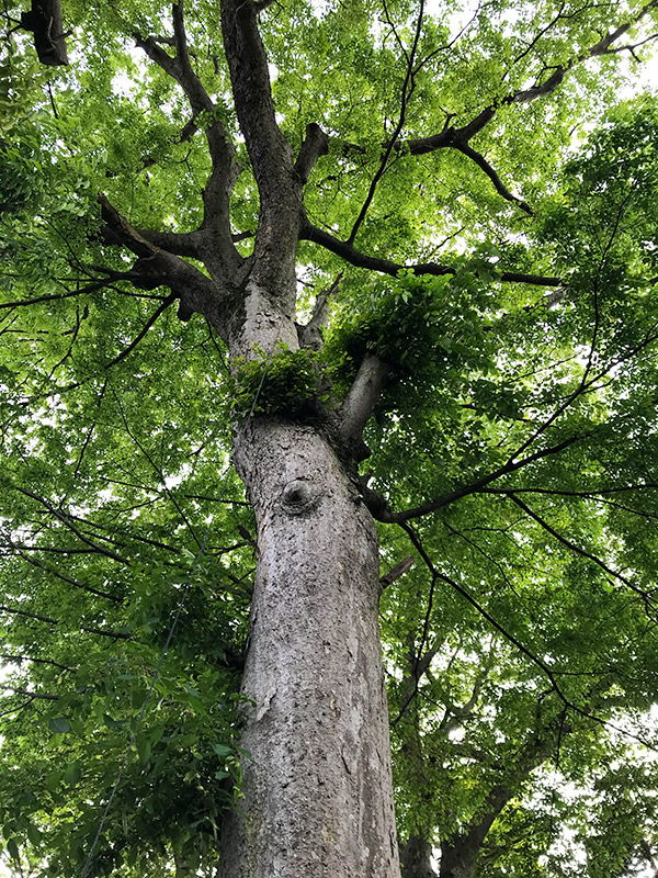 石川県野々市市「Tree+ing Cafeフクロウの森」