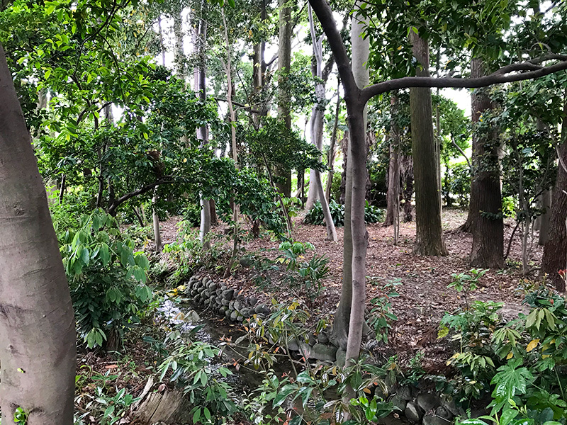 石川県野々市市「Tree+ing Cafeフクロウの森」