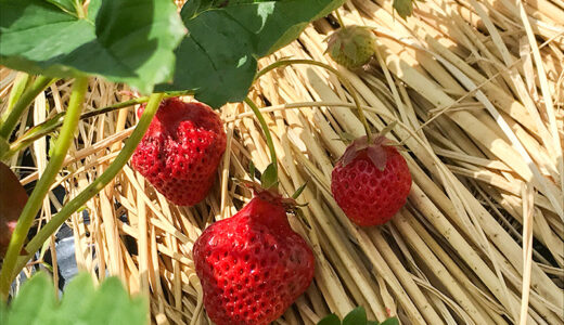【富山】八百楽農園（やおらファーム）さんで無農薬栽培の美味しい苺の「いちご狩り」