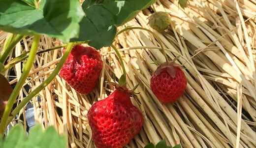 富山の八百楽農園（やおらファーム）さんで無農薬栽培の美味しい苺の「いちご狩り」