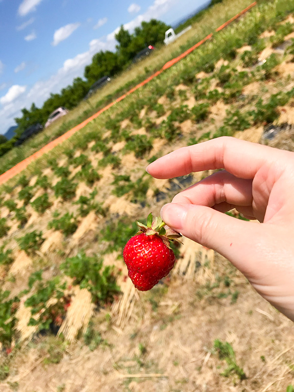 富山いちご狩り八百楽農園（やおらのいちご）