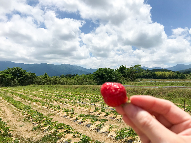 富山いちご狩り八百楽農園（やおらのいちご）