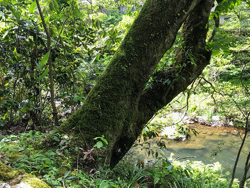 山中温泉鶴仙渓あやとり橋