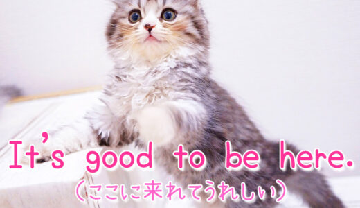 【週末英語#151】挨拶で使える定番フレーズ「It's nice/good to be here.（ここに来れて嬉しいです）」