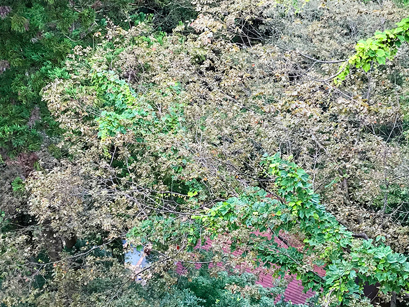 山中温泉湯畑の宿「花つばき」