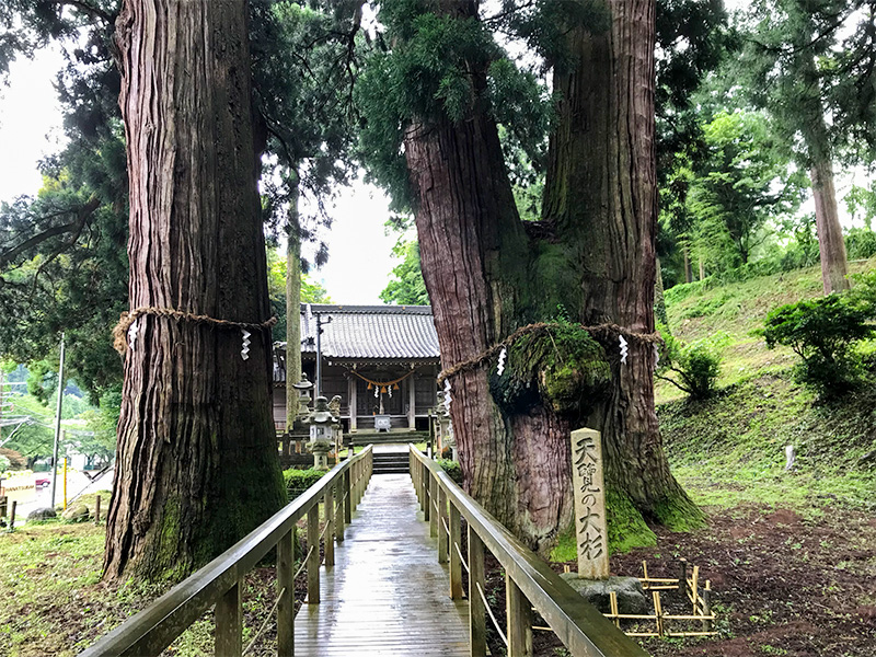 山中温泉・栢野大杉（かやのおおすぎ）