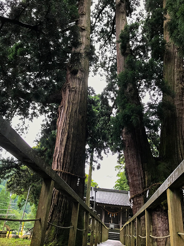 山中温泉・栢野大杉（かやのおおすぎ）