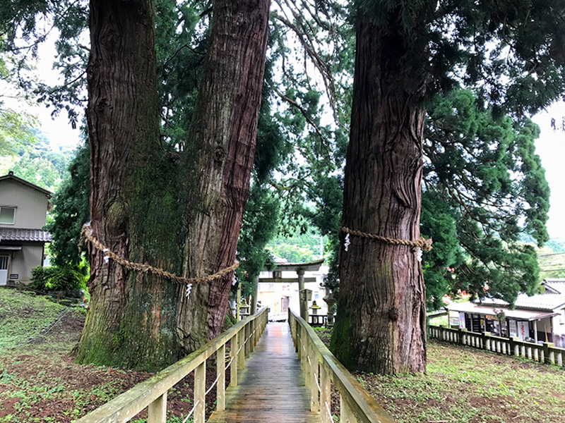 山中温泉・栢野大杉（かやのおおすぎ）