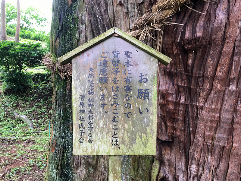 山中温泉・栢野大杉（かやのおおすぎ）