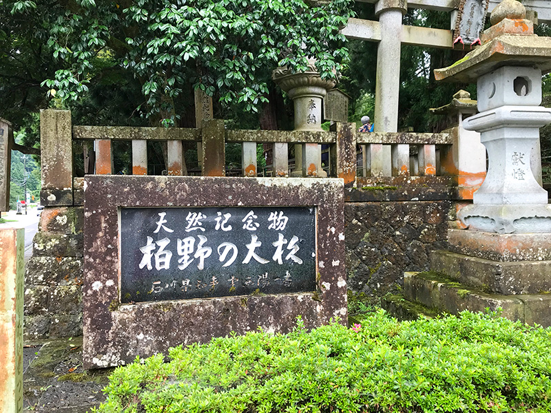 山中温泉・栢野大杉（かやのおおすぎ）