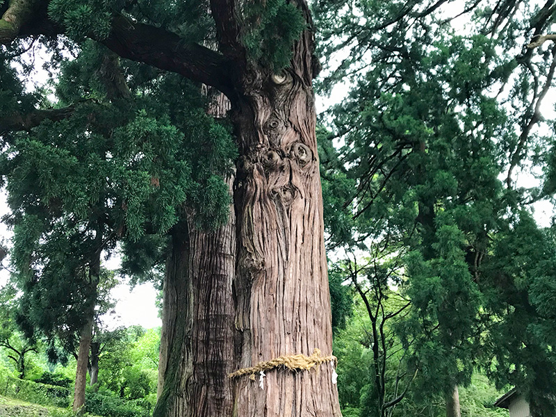 山中温泉・栢野大杉（かやのおおすぎ）