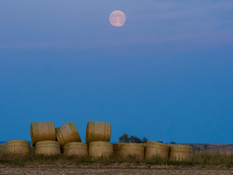 中秋の名月（harvest moon）