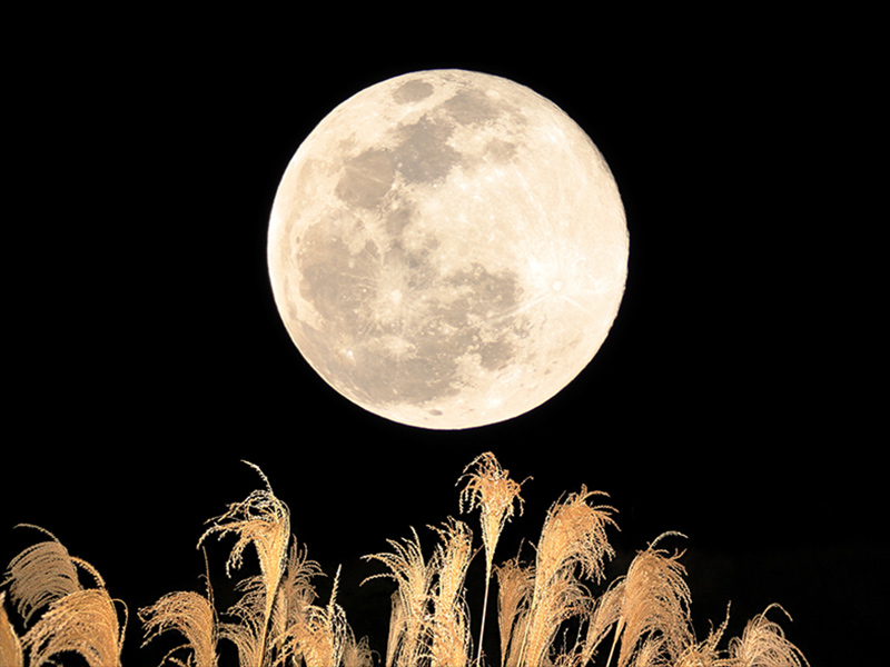 中秋の名月（harvest moon）