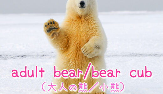 【週末英語#182】英語で熊は「Bear」だけど、大人の熊や小熊はなんて言う？