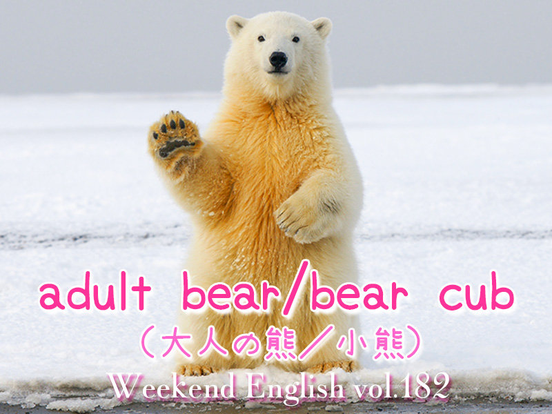 週末英語（weekend english）大人の熊は（adult bear）小熊（bear cub）