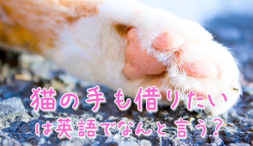 【週末英語#184】英語で「猫の手も借りたい」とはなんと言えばいい？